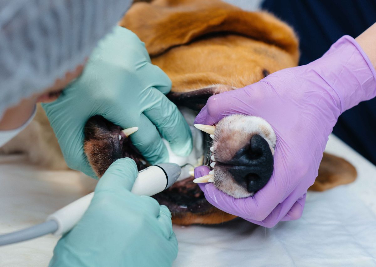 Dental Care for Dogs and Cats in Jacksonville, FL Quality Dental