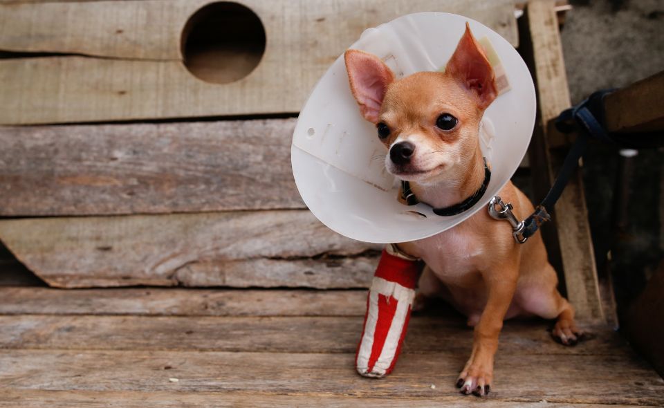 emergency vet in Orange Park, FL