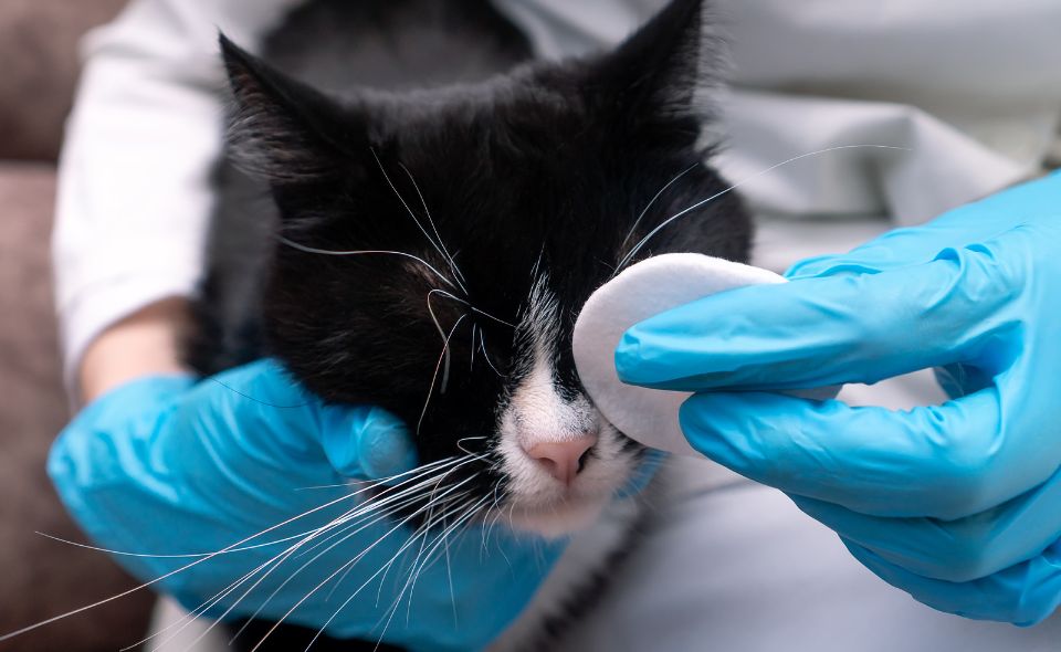 a cat in need of emergency vet