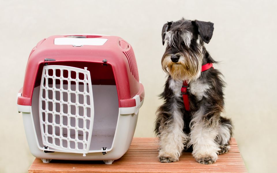 a dog who is in need of emergency vet immediately