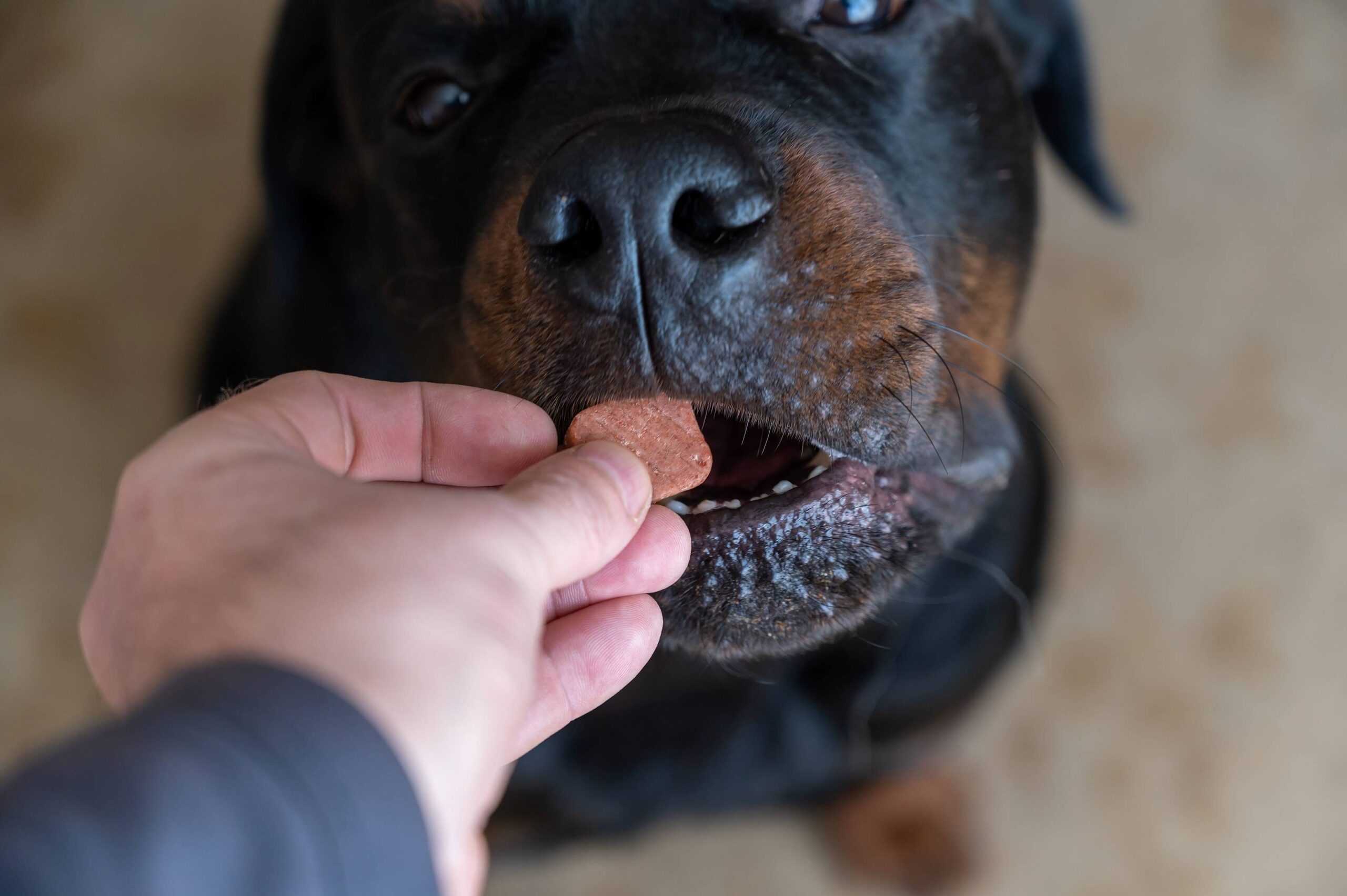 Person feeds chewable tablet to dog - Heartworm prevention
