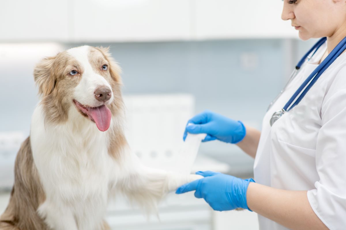 Injured dog at the vet - Emergency Veterinary Care