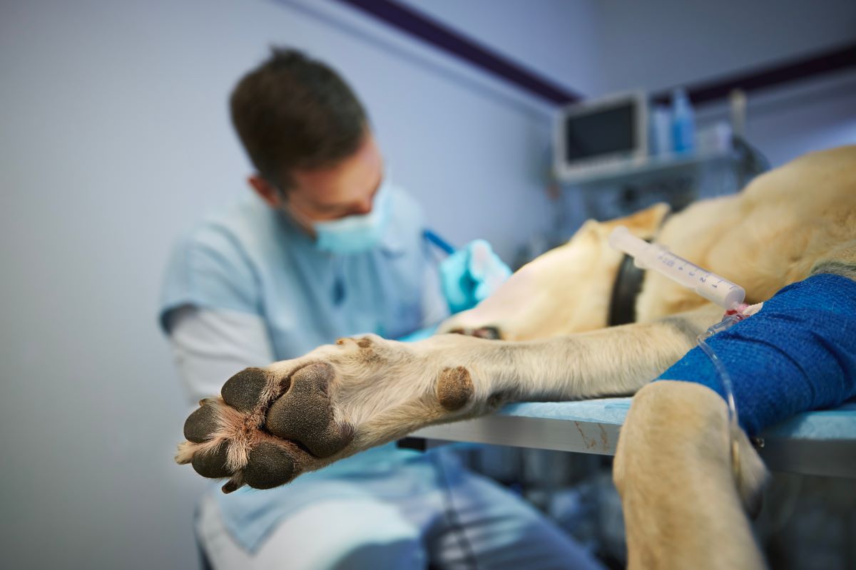 Dog at the operating table - Veterinary Emergency Surgery