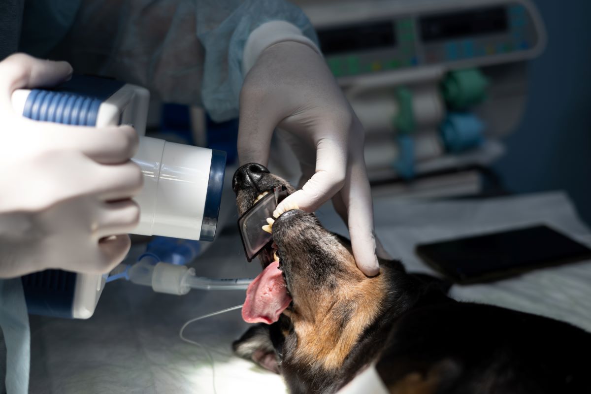 dog dental x-rays
