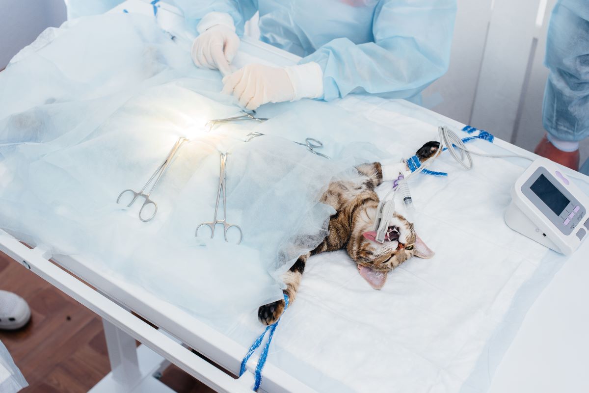 The Complete Guide to Spaying Female Cats - Focused Pet Care