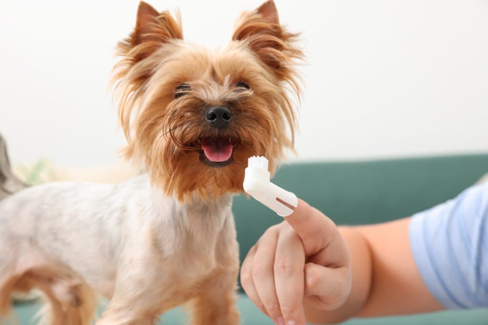 How to Brush Dog Teeth|Focused Pet Care