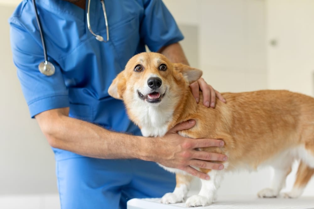 Veterinarian Examining a Happy Corgi – emergency veterinarian A cheerful corgi is being examined by a veterinarian in blue scrubs, showcasing a calm and friendly environment for emergency veterinary care – emergency veterinarian.